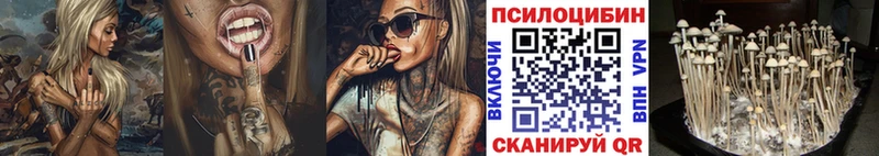 Купить где  Елабуга  Галлюциногенные грибы Psilocybe 